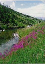 Alpenblumen-1.jpg